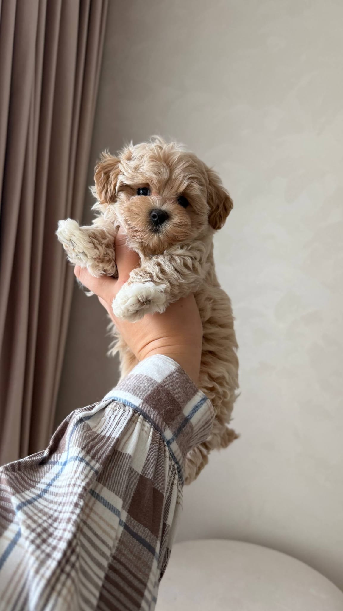 Maltipoo for Adoption - Image 2
