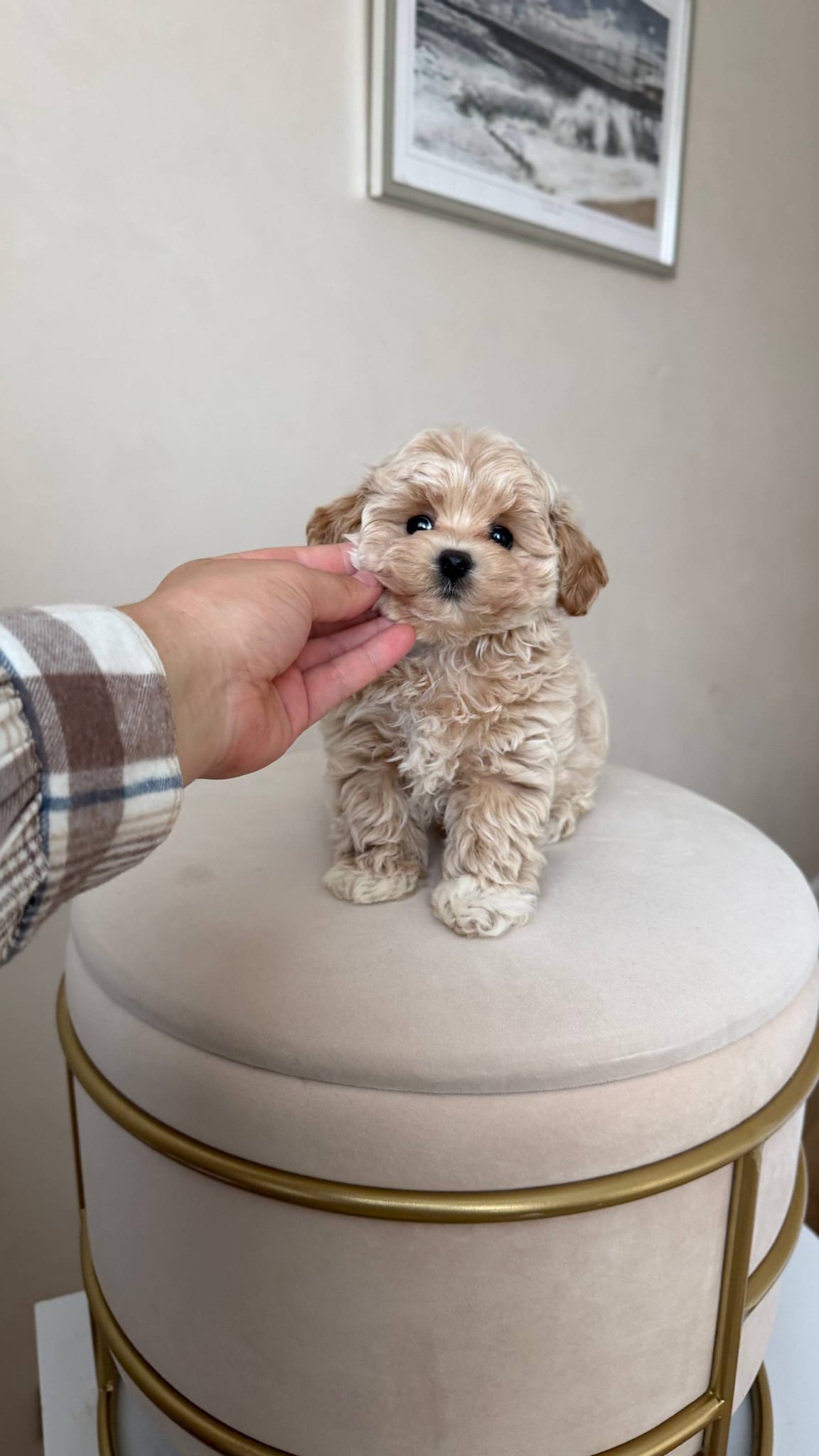 Maltipoo for Adoption - Image 3