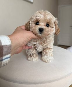 Maltipoo for Adoption