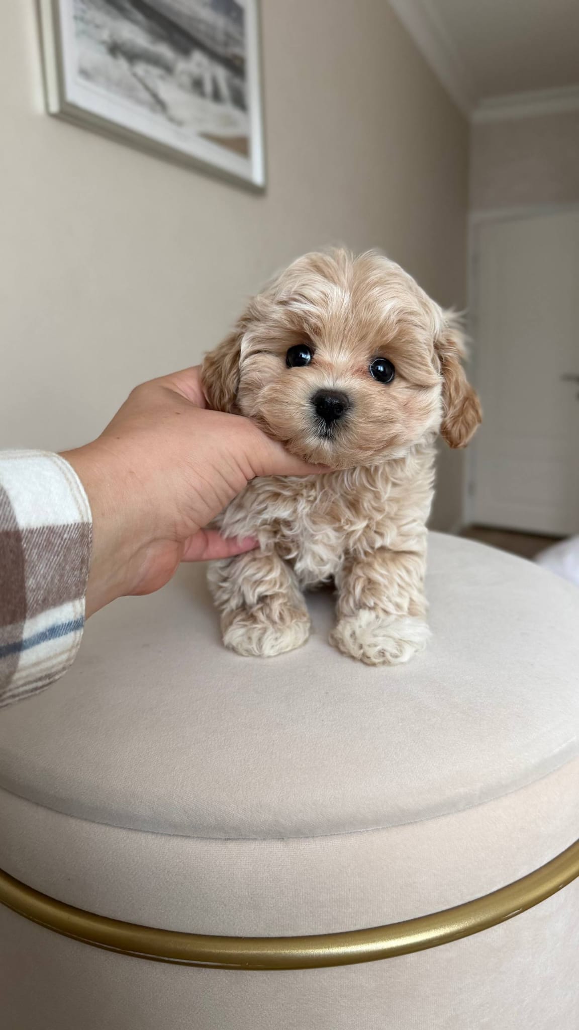 Maltipoo for Adoption