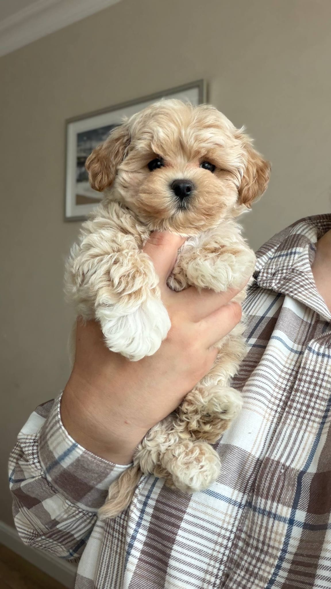 Maltipoo for Adoption - Image 4