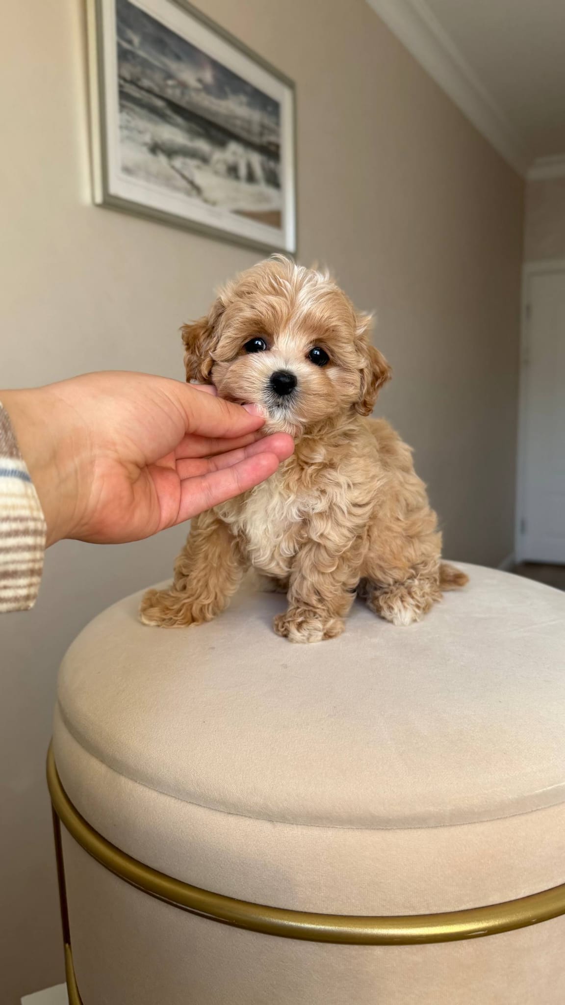 Maltipoo for adoption near me - Image 2
