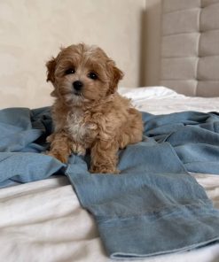 Maltipoo for adoption near me