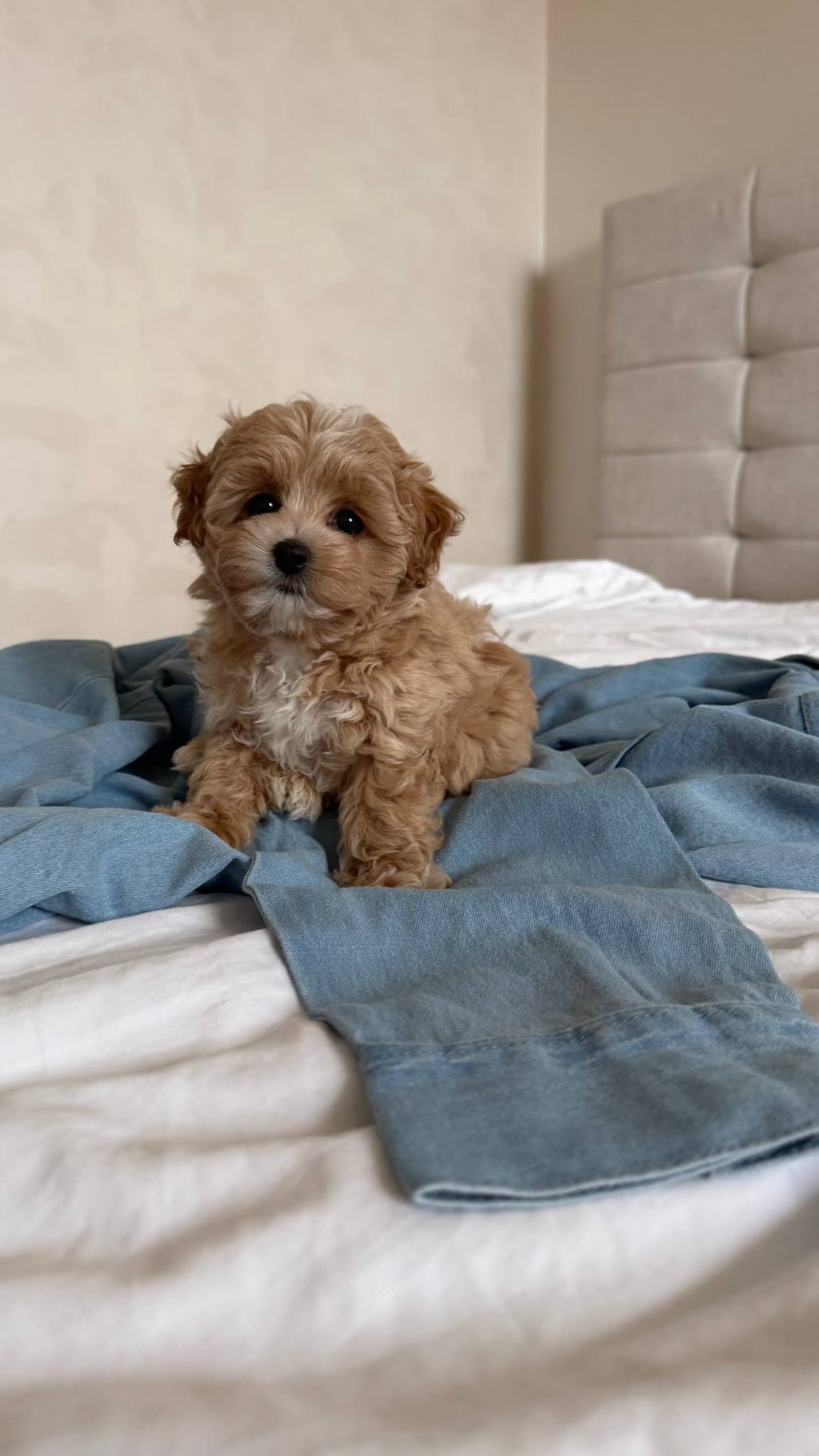 Maltipoo for adoption near me