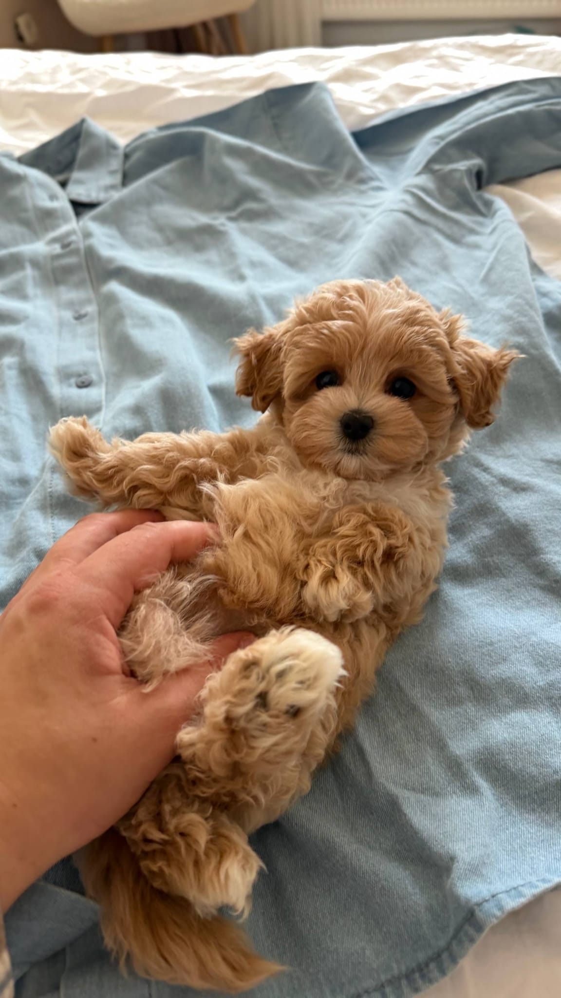 Maltipoo for adoption near me - Image 4