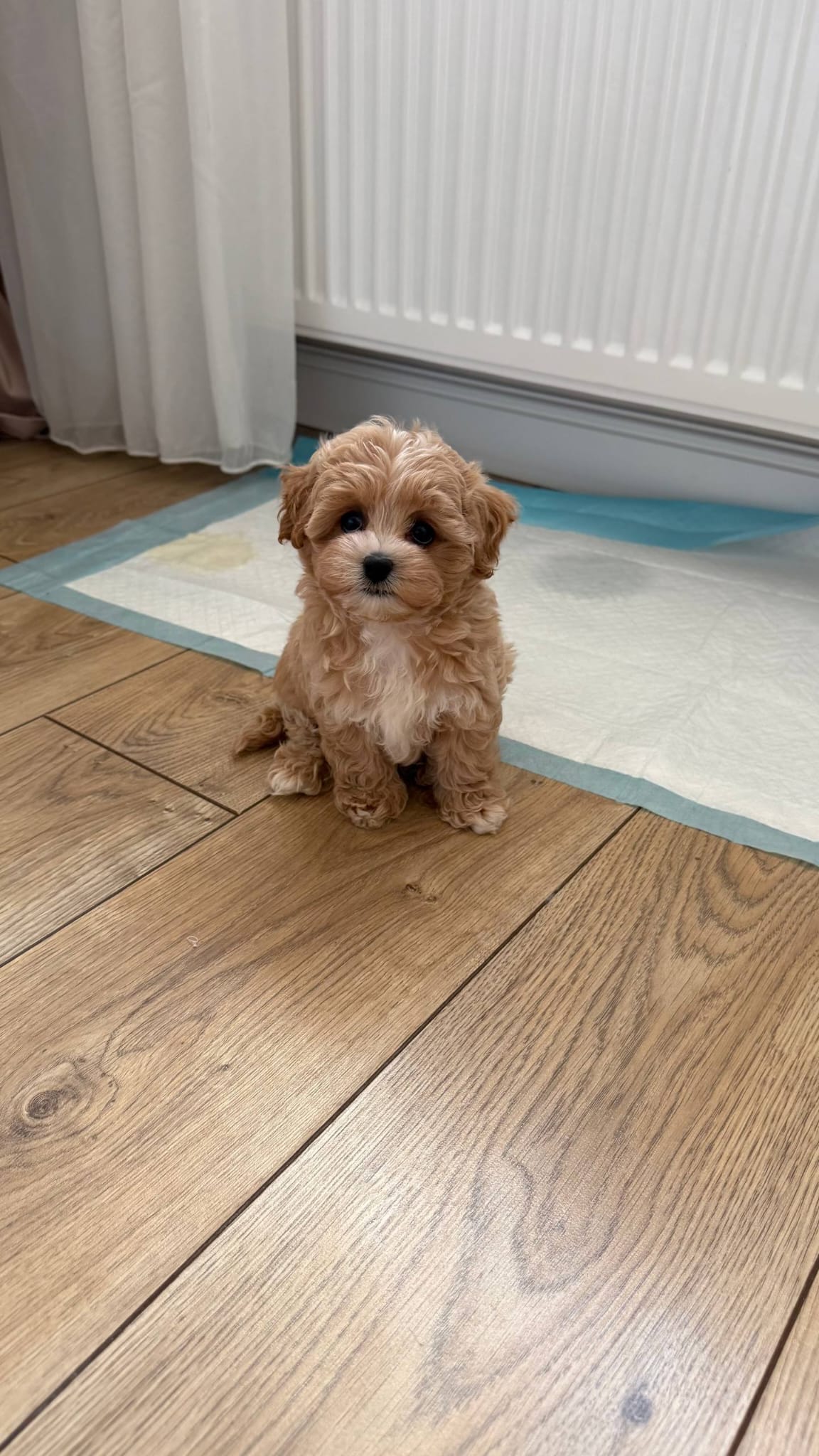 Maltipoo for adoption near me - Image 3