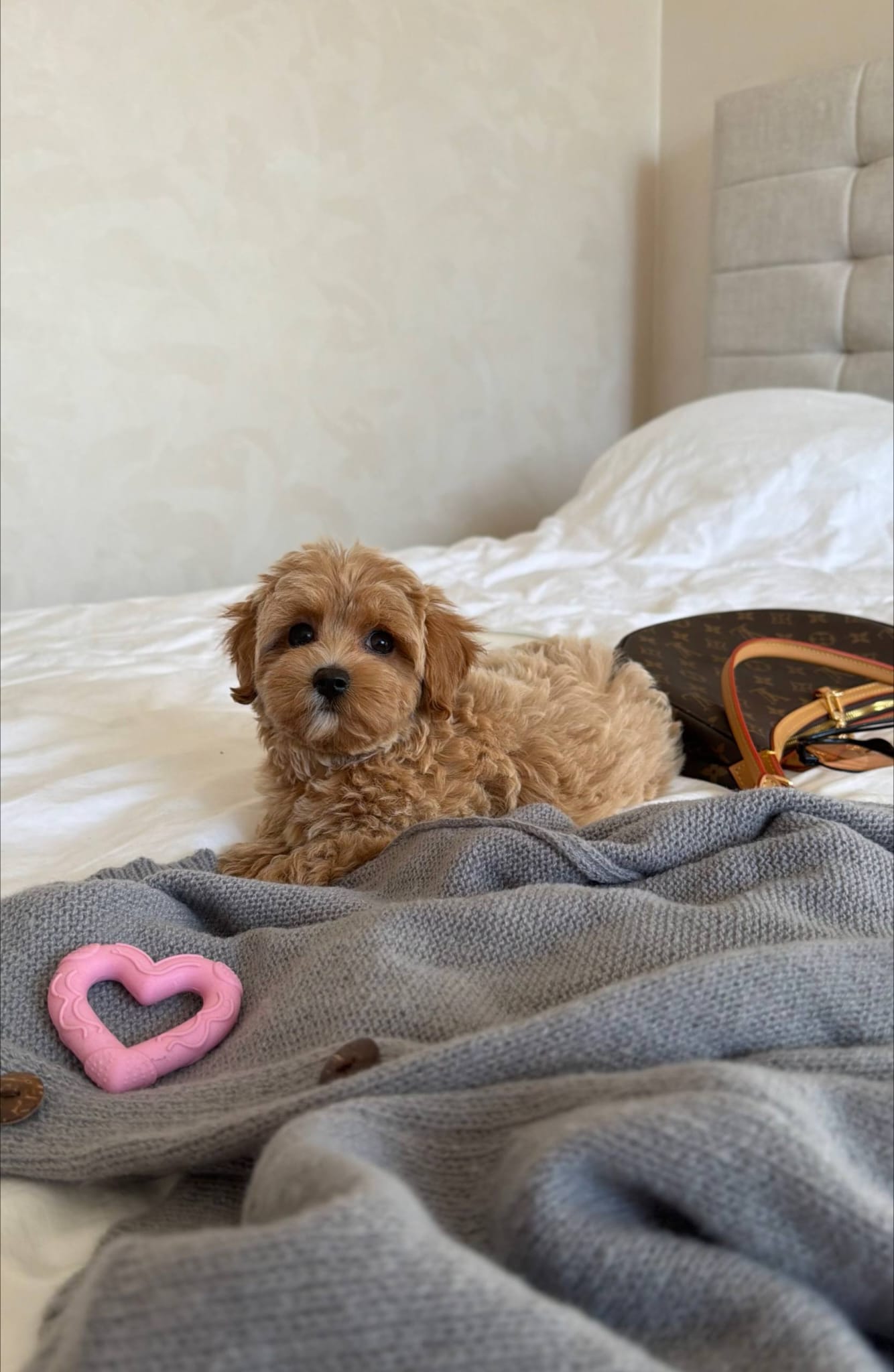 Adopt a maltipoo near me - Image 3