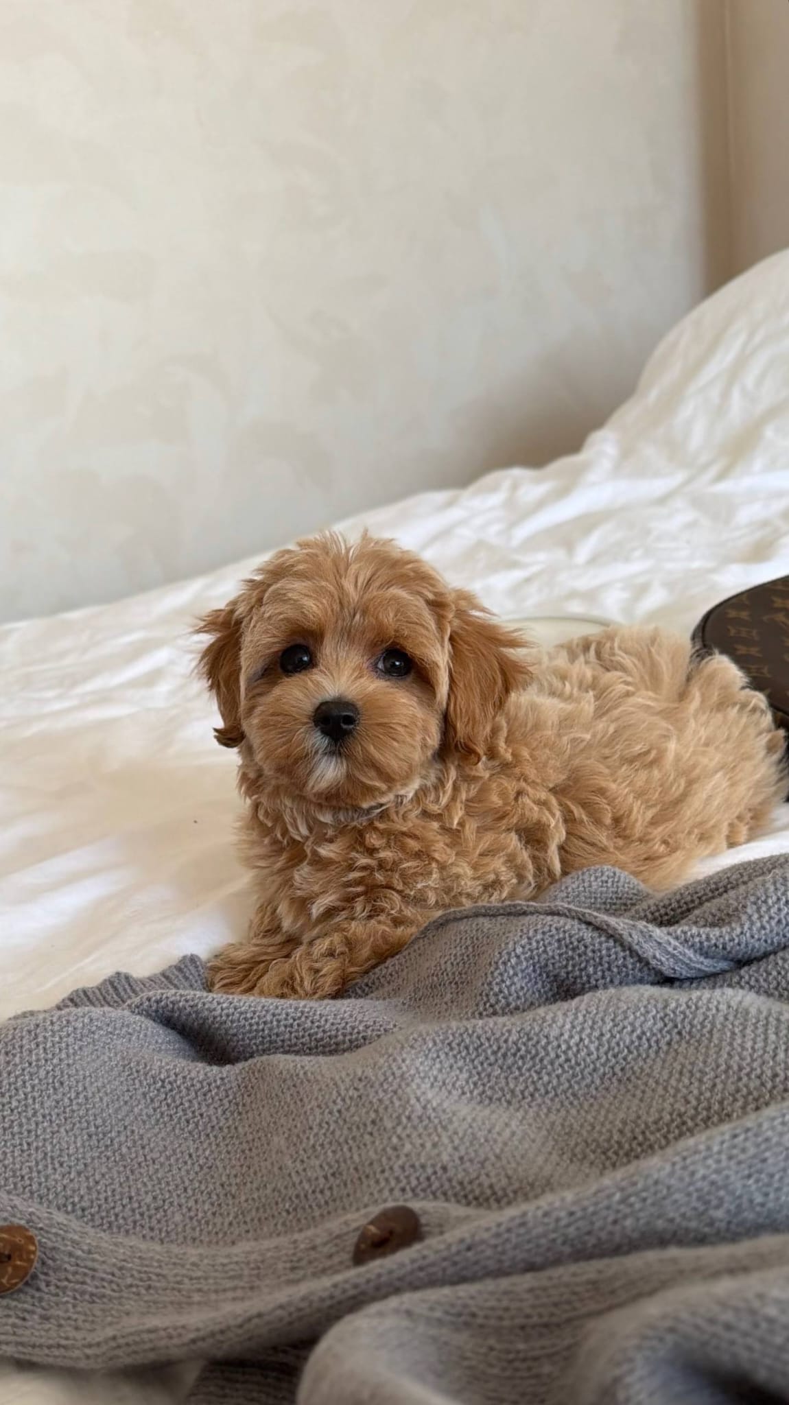 Adopt a maltipoo near me - Image 2