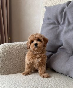 Adopt a maltipoo near me