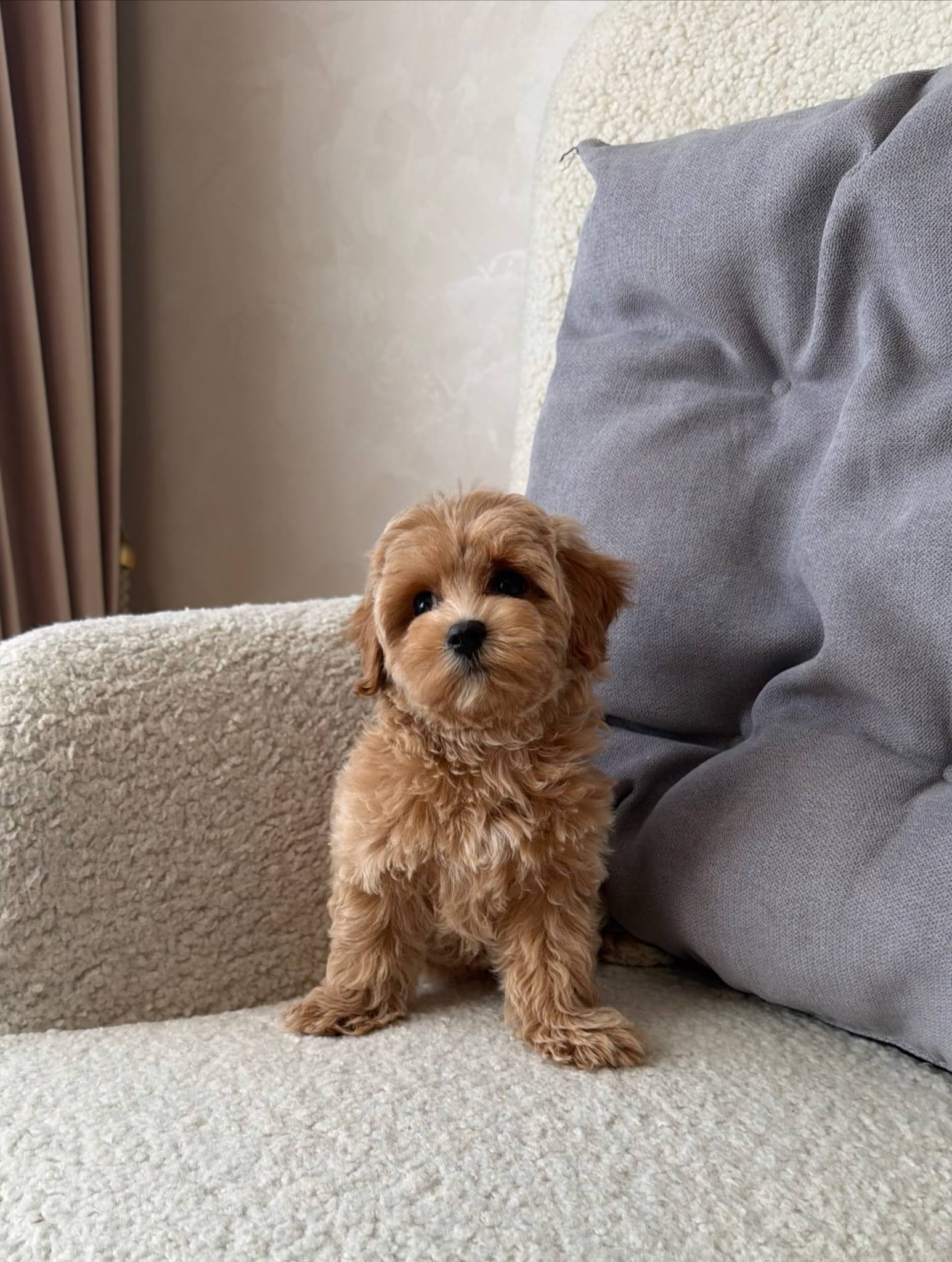 Adopt a maltipoo near me