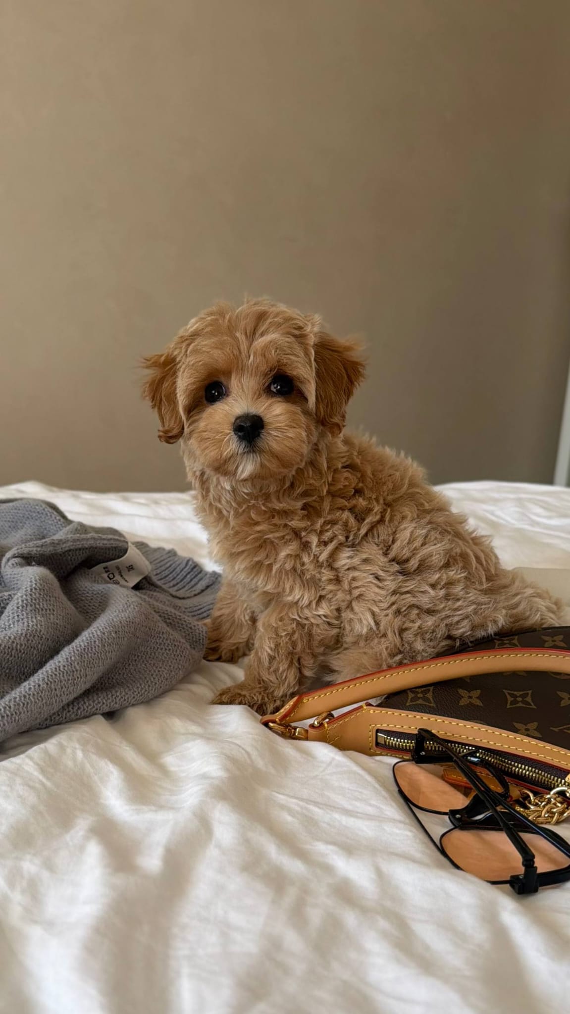 Adopt a maltipoo near me - Image 4