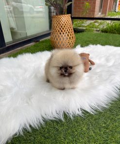 Teacup Pomeranian