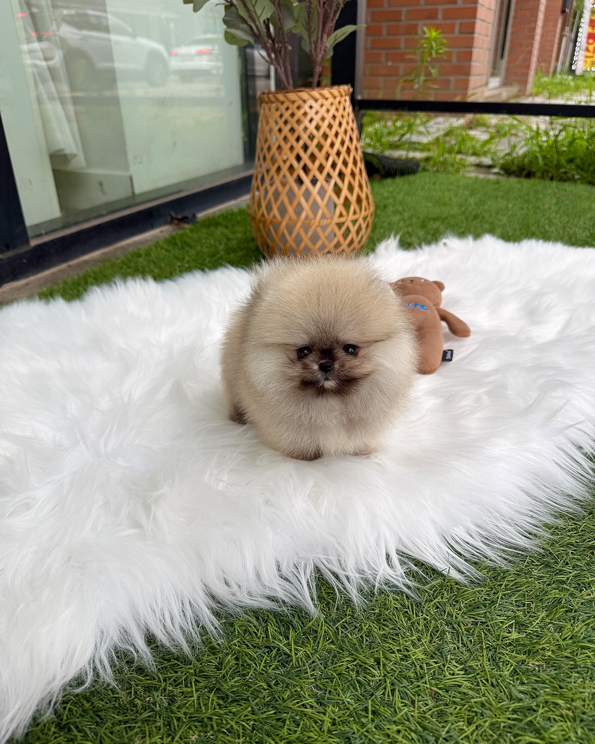 Teacup Pomeranian