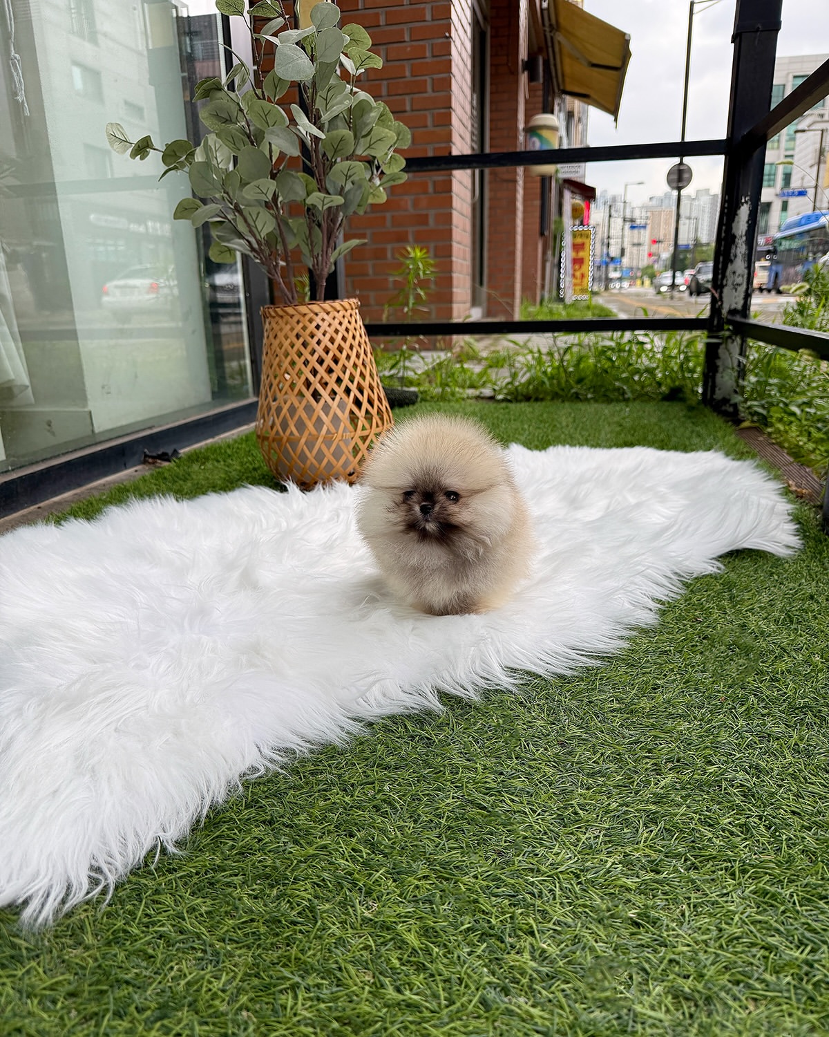 Teacup Pomeranian - Image 2