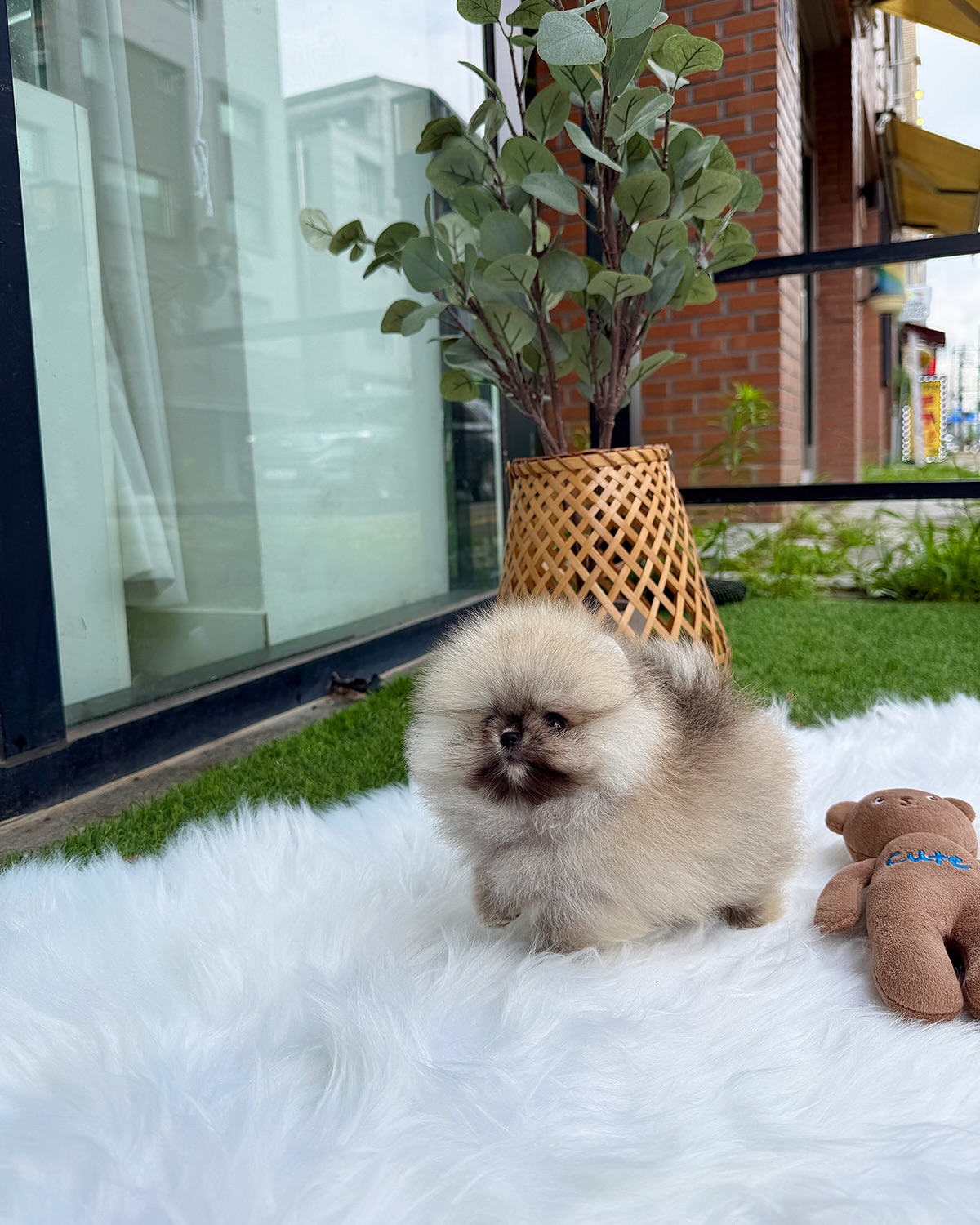 Teacup Pomeranian - Image 3